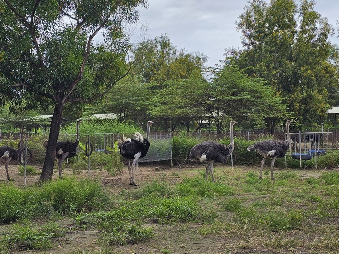 Mỗi chuồng nuôi đà điểu sinh sản được bố trí một công trống, hai con mái. Ảnh: Kim Sơ.
