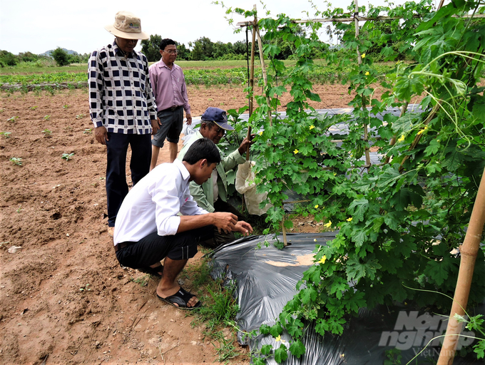 Cán bộ khuyến nông Kiên Giang tập huấn kỹ thuật cho nông dân Kampot ủ phân hữu cơ để cải tạo đất và hỗ trợ màng phủ nông nghiệp giúp việc giữ ẩm tốt hơn, trồng rau màu mang lại hiệu quả cao. Ảnh: NVCC.