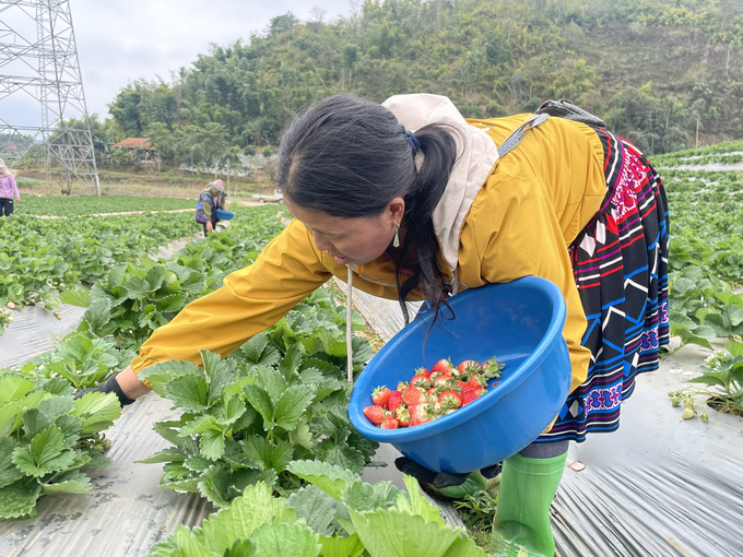 Dâu tây đang trở thành cây trồng cho thu nhập cao ở Mai Sơn, Sơn La. Ảnh: Minh Toàn.