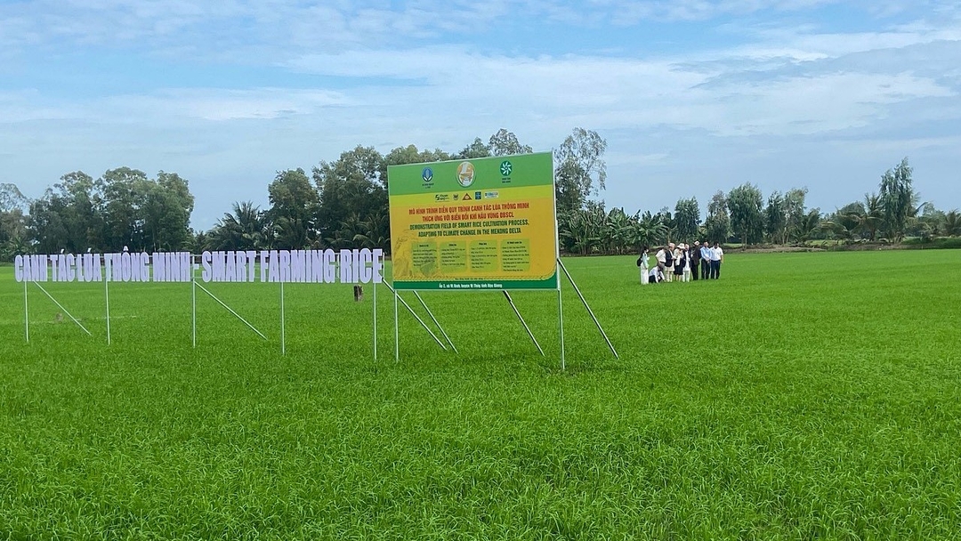 Mô hình canh tác lúa thông minh với giải pháp sạ cụm phục vụ Festival quốc tế ngành hàng lúa gạo Việt Nam - Hậu Giang 2023.