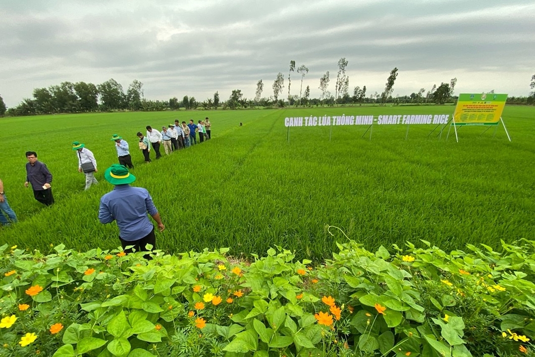 Mô hình canh tác lúa thông minh Smart Farming Rice.