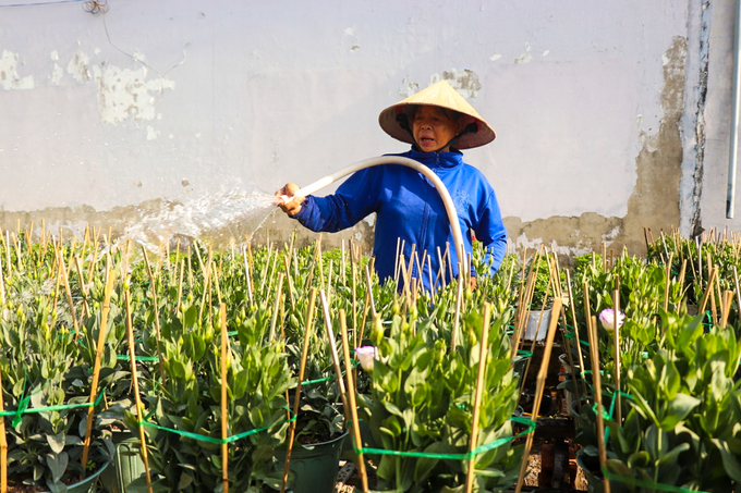 Nhìn nhận thị trường hoa Tết năm 2024 ảm đạm, các nhà vườn tại Làng nghề trồng hoa Phó Thọ - Bà Bộ, quận Bình Thủy, TP Cần Thơ linh hoạt giảm số lượng trồng. Ảnh: Kim Anh.