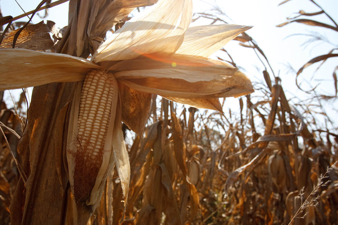 Corn ready for harvest.