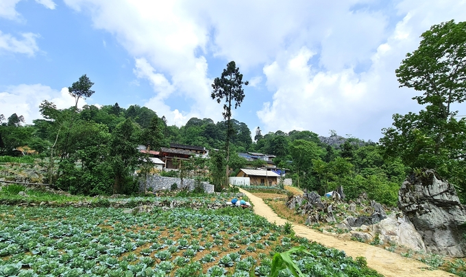 Những ngôi nhà nằm chèn vào đá, chen lẫn những luống rau, nương ngô. Ảnh: Đào Thanh.