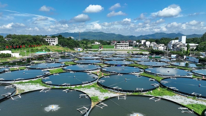 Một cơ sở sinh sản của cá quýt ở huyện Shexian của thành phố Hoàng Sơn, tỉnh An Huy phía đông Trung Quốc. Ảnh: Tân Hoa Xã.