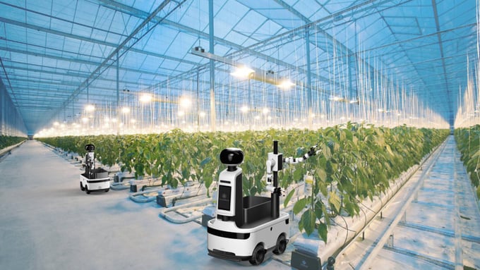 Robot không người lái giúp nông dân hái rau. 