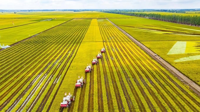 Nông dân thu hoạch lúa tại Giang Xuyên, tỉnh Hắc Long Giang, tỉnh có diện tích đất trồng lúa, ngô và đậu tương lớn nhất Trung Quốc. Ảnh: China Daily. 