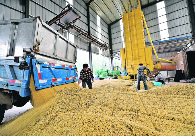 Đậu tương được chuyển về kho dự trữ để làm thức ăn chăn nuôi tại tỉnh Sơn Đông, Trung Quốc. Ảnh: Reuters.