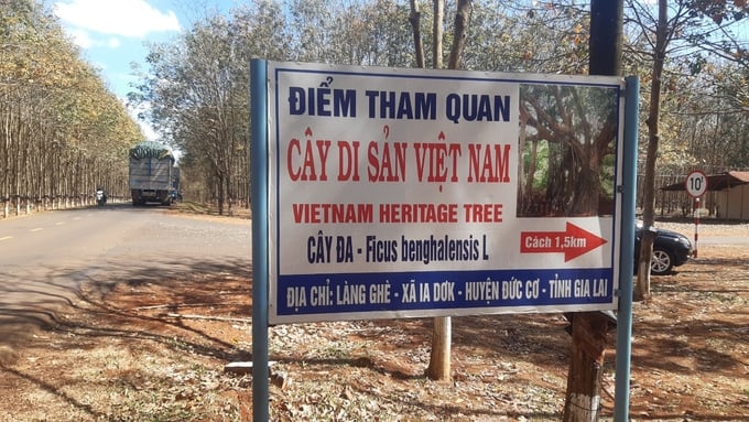 Biển chỉ đường vào 'Cây Di sản Việt Nam'. Ảnh: Tuấn Anh.