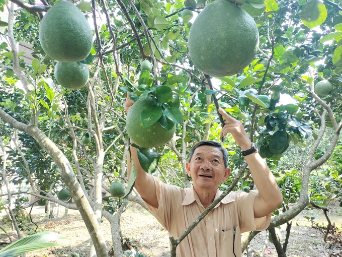 Nông dân trồng bưởi da xanh tranh thủ thu hoạch trước Tết, không để cây mang trái trong mùa khô hạn. Ảnh: Minh Đảm.
