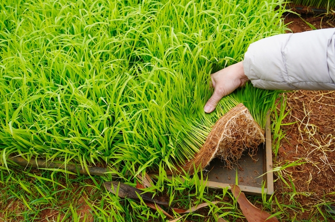 Cây mạ gieo trên khay từ giống lúa lai Thụy Hương 308 có bộ rễ khỏe, cứng cây, đanh dảnh nên khi cấy xuống ruộng nhanh bén rễ, hồi xanh và khả năng đẻ nhánh khỏe. Ảnh: Hồng Thắm.