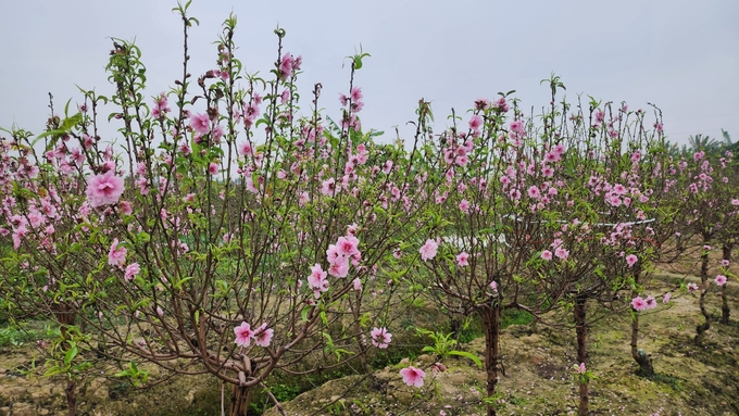Một vườn đào gần như không bán được cây nào vì hoa đã nở hết tại xã Đặng Cương. Ảnh: Đinh Mười.