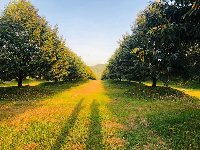 Thriving durian orchards in Chanthaburi province, Thailand.
