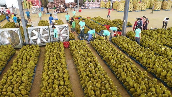 Thai experts assess that Vietnam will be a durian powerhouse.