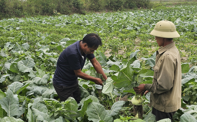 Vườn su hào của gia đình ông Hoàng Văn Trăm thu hoạch bán vào dịp Tết. Ảnh: T. Phùng.