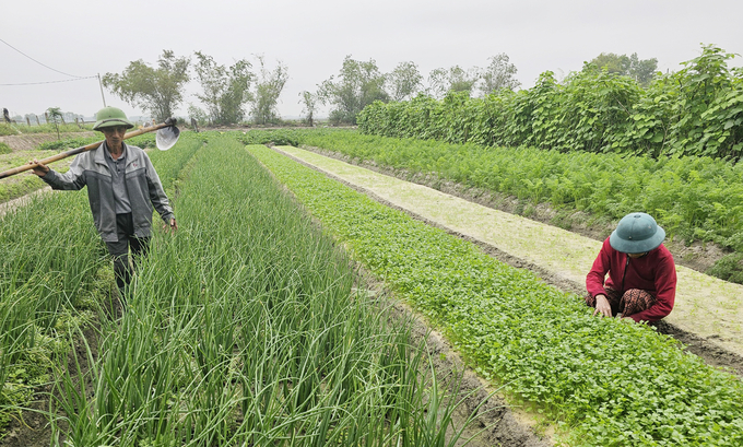 Vườn rau màu nhiều loại của gia đình bà Nguyễn Thị Nga cho thu nhập hơn 100 triệu đồng mỗi năm. Ảnh: T. Phùng.