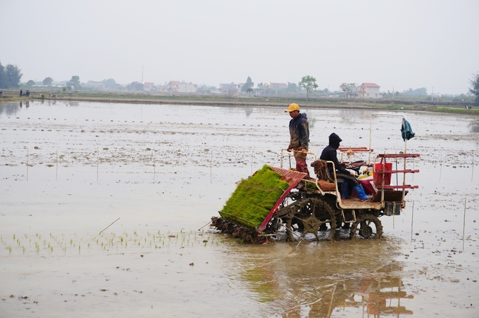 Áp dụng mạ khay - cấy máy tại xã Hoằng Đạt, huyện Hoằng Hóa, Thanh Hóa đã mang lại hiệu quả cao. Ảnh: Hồng Thắm.