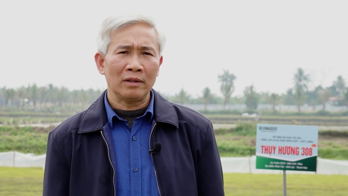 Ông Hoàng Đình Hợp, Chủ tịch UBND xã Hoằng Đạt cho biết, hiện nay trong cơ cấu nông nghiệp của xã, giống lúa lai Thụy Hương 308 chiếm hơn 50%. Ảnh: Hồng Thắm.