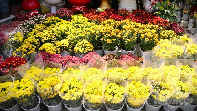 Theo các chủ vườn, hoa năm nay đẹp và đa dạng hơn những năm trước, tuy nhiên vì kinh tế khó khăn nên sức mua giảm.