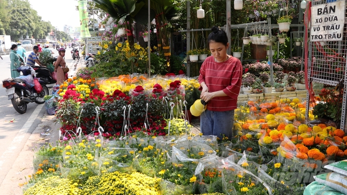 Những loại hoa phổ thông như cúc kim, cúc đại đến vạn thọ vẫn ít người mua.