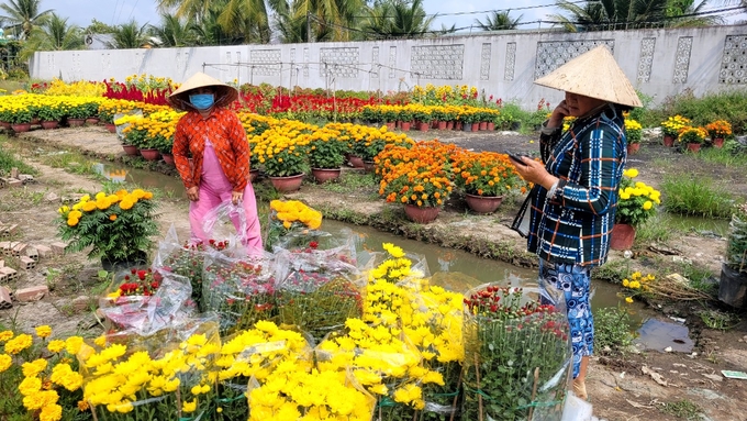 Người trồng hoa ở Tiền Giang chỉ có lãi chút ít do giá giảm và chi phí sản xuất tăng. Ảnh: Minh Đảm.
