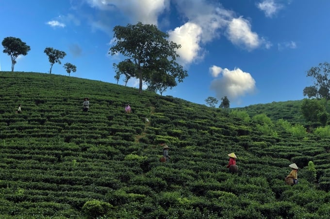 Thái Nguyên quả không hổ danh là xứ 'mở mắt thấy trà'. Trên địa bàn tỉnh có tới hàng ngàn hectar trồng cũng như hàng trăm doanh nghiệp, hộ gia đình làm trà.