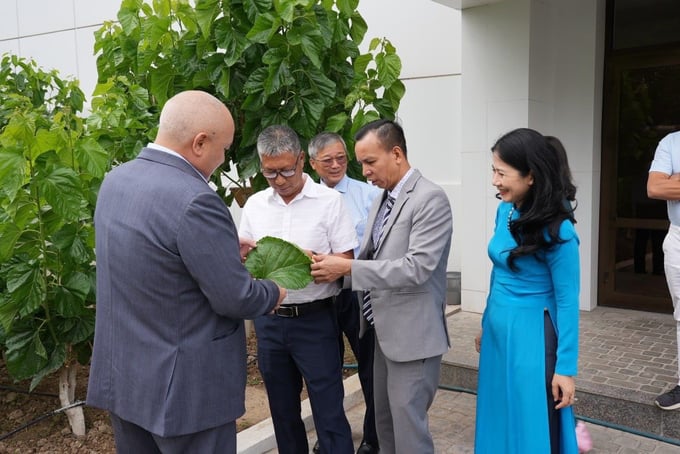 Mr. Nguyen Van Hai introducing the delegation members to mulberry leaves, which is used as feed for silkworms. According to the Uzbekistan delegation, Nha Xa silk products such as scarves, clothing, and blankets are highly favored by the people of Uzbekistan. Uzbekistan is currently exporting silk cocoons to Vietnam. Subsequently, artisans in Nha Xa village process these cocoons before selling the final products to various markets around the world, including Uzbekistan.