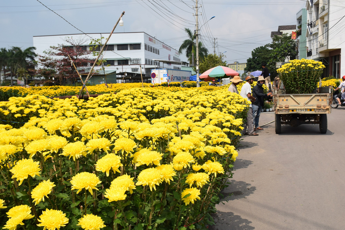 Chợ hoa cúc đường 30/3 phường Bình Định (thị xã An Nhơn, Bình Định) người bán nhiều hơn người mua. Ảnh: V.Đ.T.