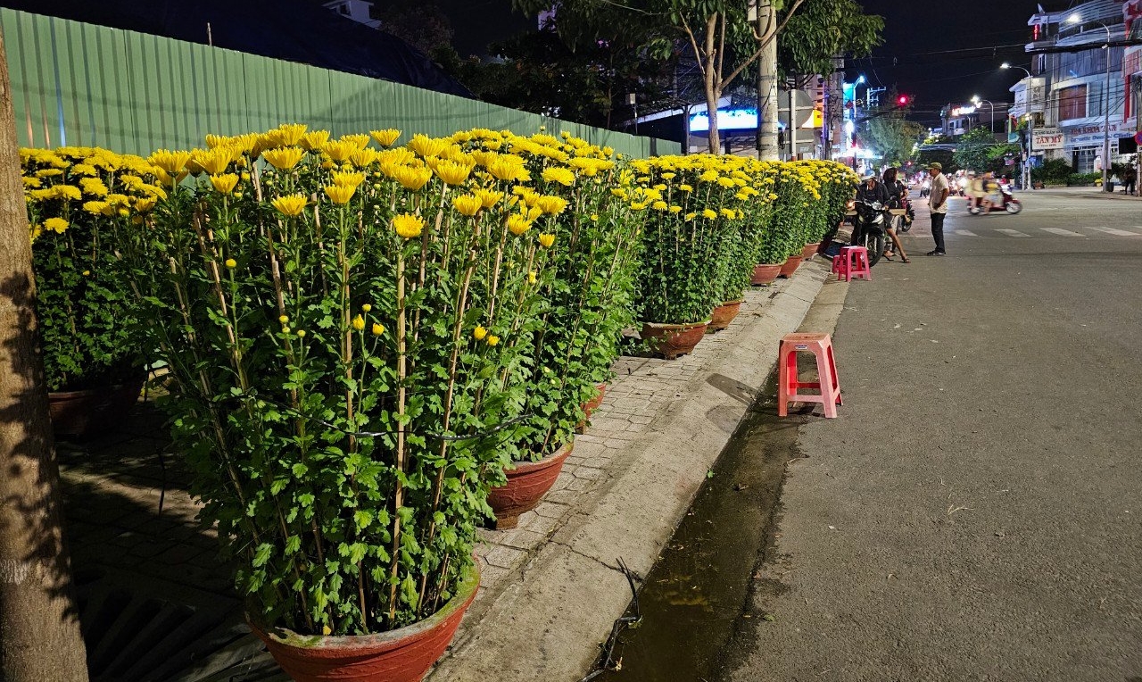 Hoa cúc bán tại góc đường Lê Thanh Phương và Yersin.