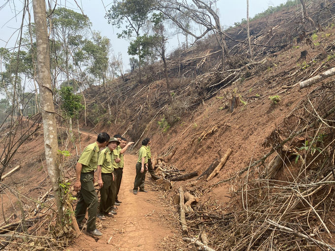 Lực lượng kiểm lâm Vùng 1 kiểm tra khu vực chặt phá rừng trái phép. Ảnh: Nguyễn Thành.