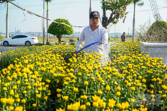  Anh Mai Phước Giàu đang tưới nước chăm sóc cho những chậu cúc pha lê bày bán tại chợ hoa Tết tại khu vực Quảng trường trung tâm 586. Ảnh: Lê Hoàng Vũ.