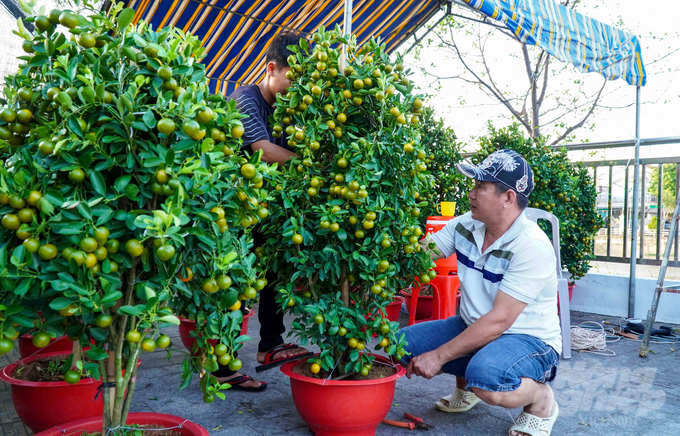  Những cây hạnh (tắc) được tiểu thương đưa lên kệ bày bán trong dịp Tết này. Ảnh: Lê Hoàng Vũ.