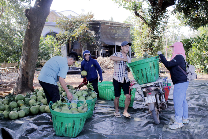 Thị trường bưởi Tết Giáp Thìn 2024 tăng cao và nhu cầu người mua bưởi nhiều nên hiện nay một số tỉnh miền Đông và miền Tây mấy ngày qua cũng lên nhập hàng của vùng bưởi Sông Xoài. Ảnh: MV.