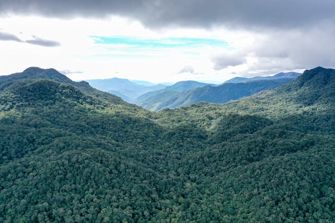 Tín chỉ carbon là một loại hàng hóa đặc biệt. Việt Nam có địa hình rừng vàng biển bạc nên có trữ lượng lớn về tín chỉ carbon
