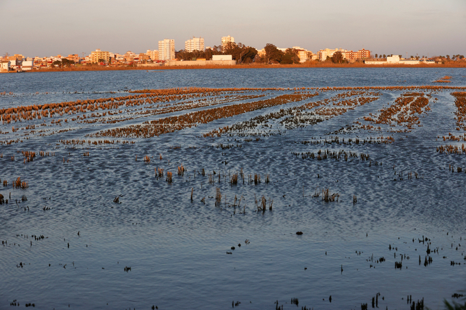 Một cánh đồng trồng lúa Bomba ở Valencia, Tây Ban Nha, hôm 7/2. Ảnh: Reuters.