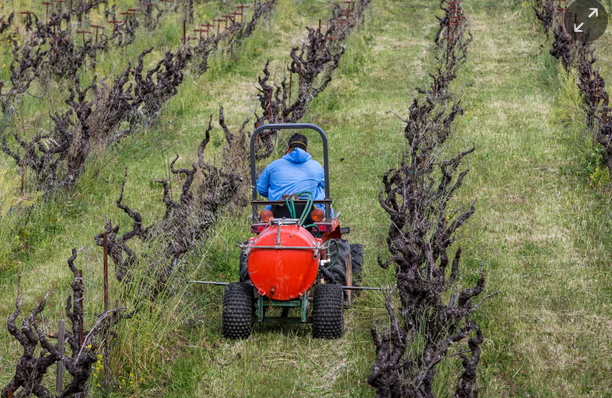 A worker sprays weedkiller in Healdsburg, California, in 2018.