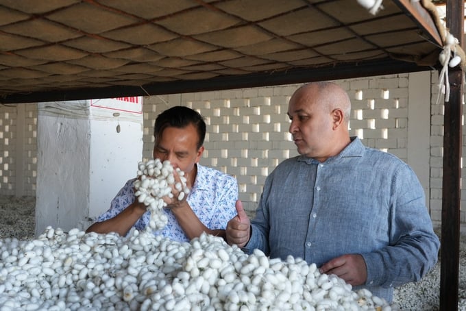 Mr. Nguyen Van Hai (left), Director of Hai Dung Commercial Company Limited, inspecting the quality of silk cocoons alongside Mr. Rustam Kholmatov, Chairman of the Council of the Republic Trade Union of Workers of the Agricultural Industrial Complex of Uzbekistan. Mr. Rustam Kholmatov expressed deep admiration towards the scale of the company, with over 10,000 laborers engaged in the sericulture value chain, including households, workers, and procurement staff.