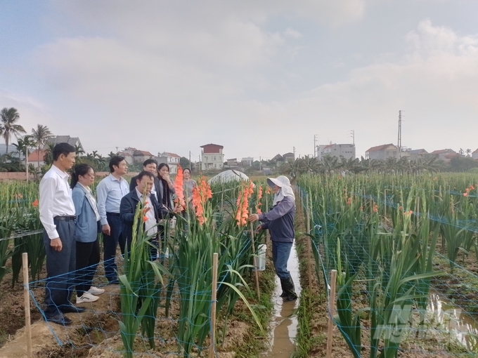 Hội thảo đánh giá giống hoa lay ơn Việt Hà 01 trồng thử nghiệm tại xã Bình Khê.