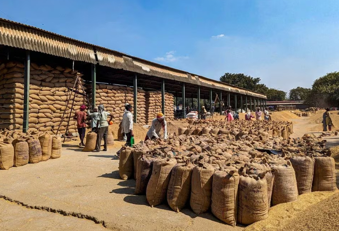 Workers weigh and pack paddy bags at Sitapur market, in the northern state of Uttar Pradesh, India October 20, 2023. Photo: REUTERS