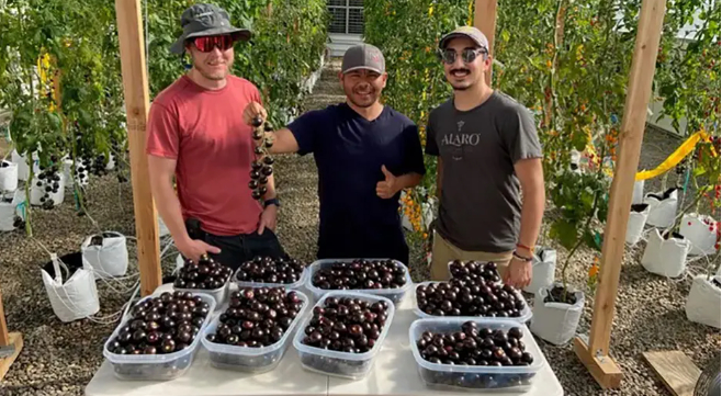 Trays of purple tomatoes.