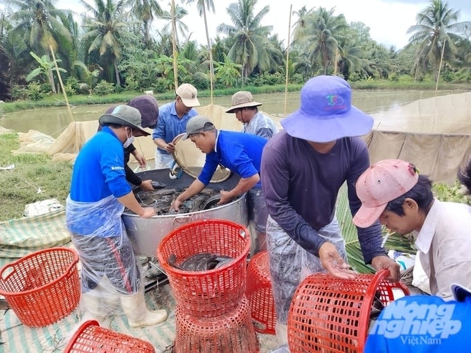 Huyện Trà Cú, tỉnh Trà Vinh hiện có trên 1.200 hộ nuôi cá lóc, ước tính sản lượng trên 40.000 tấn mỗi năm. Ảnh: Hồ Thảo.