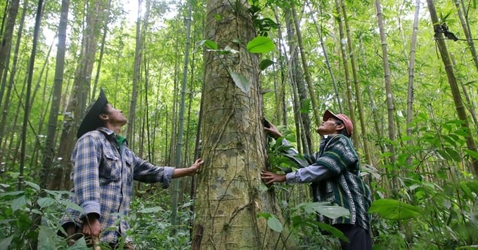 Những rừng gỗ lớn, với thảm thực vật phong phú là cơ sở để Việt Nam phát triển thị trường cacbon trong tương lai. Ảnh: TL.