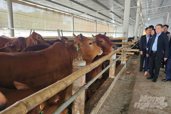 Ông Hà Sỹ Đồng thăm mô hình thực nghiệm chăn nuôi bò chuyên thịt chất lượng cao tại Trung tâm Thực nghiệm và Chuyển giao kỹ thuật nông nghiệp của Công ty CP Nông nghiệp hữu cơ thương mại Quảng Trị. Ảnh: LA.