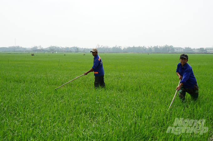 Nông dân Quảng Trị ra đồng chăm sóc lúa xuân ngay sau Tết Nguyên đán Giáp thìn. Ảnh: LA.