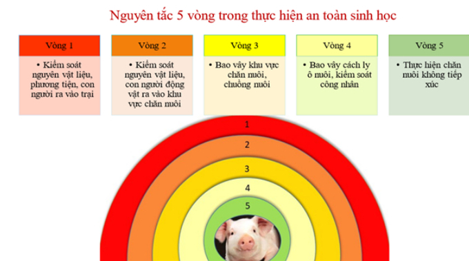 Nguyên tắc 5 vòng trong thực hiện an toàn sinh học được Amafam thực hiện nghiêm ngặt trong nuoheo đực giống Duroc Đài Loan.
