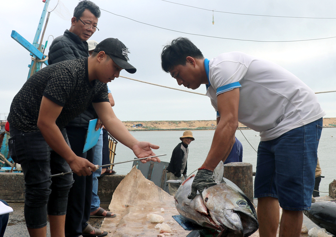 Doanh nghiệp thu mua đánh giá, cá ngừ đánh bắt chuyến này có chất lượng. Ảnh: KS.