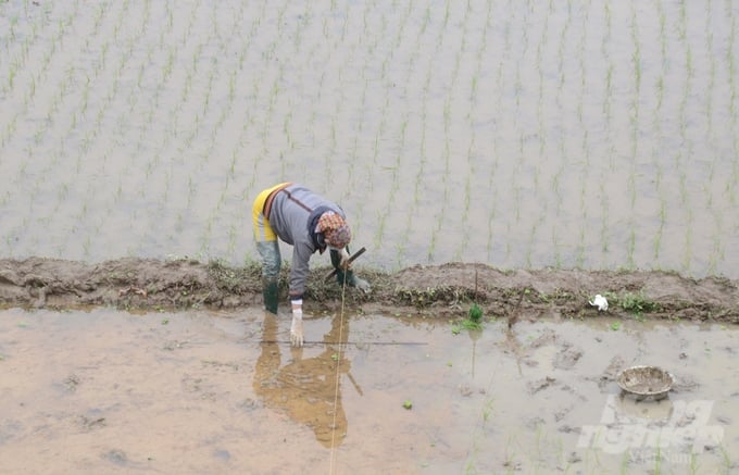 Một nông dân chăng dây để thửa ruộng của gia đình mình được cấy thẳng hàng. 