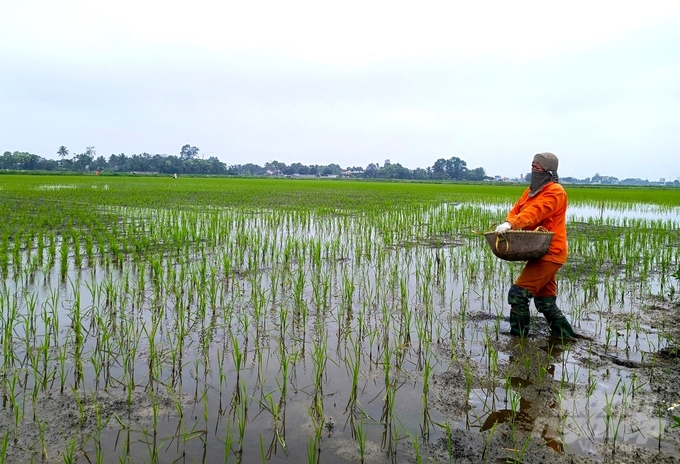 Bà Phạm Thị Dân, xã Quảng Đức cấy 1 mẫu lúa chia sẻ, hiện tại, nhìn chung các trà lúa đều sinh trưởng và phát triển khoẻ mạnh. Tuy nhiên, có một số diện tích gieo cấy bằng mạ khay, máy cấy vào những ngày cận Tết Nguyên đán, chân ruộng tháo khô nước, cây mạ non chưa kịp bén rễ đã gặp phải thời tiết rét đậm, rét hại nên xuất hiện hiện tượng lụi cây, chết. 