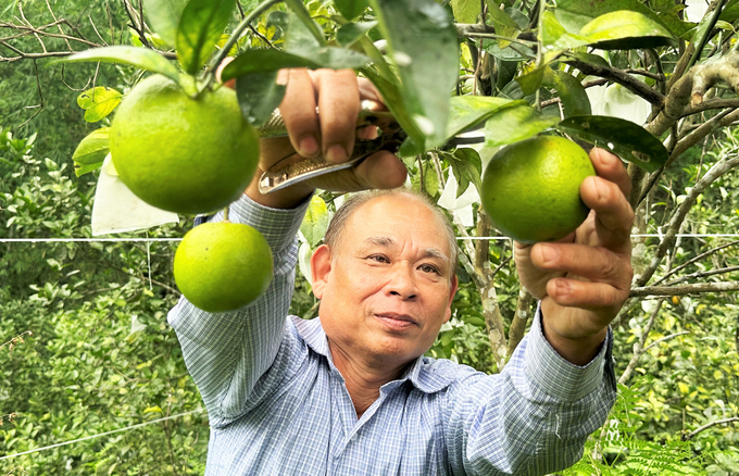 Cây ăn quả có múi là một trong những sản phẩm nông nghiệp chủ lực của Hà Tĩnh đã có nhiều diện tích được chứng nhận đạt chuẩn hữu cơ nhất đến thời điểm này. Ảnh: TN.