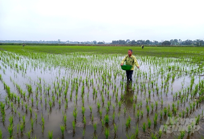 Ông Lê Văn Long, xã Quảng Phong, trồng 8 sào lúa cho hay, nếu được bón thúc đúng thời điểm thì quá trình đẻ nhánh sớm, để tập trung giúp cây lúa tăng số dảnh hữu hiệu. Nếu bón phân nhiều, bón muộn và bón lai rai thời gian đẻ nhánh sẽ kéo dài.